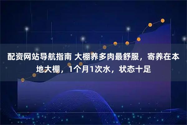 配资网站导航指南 大棚养多肉最舒服，寄养在本地大棚，1个月1次水，状态十足